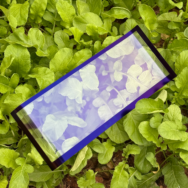 AR Anti-Reflection Glass Coating Sample